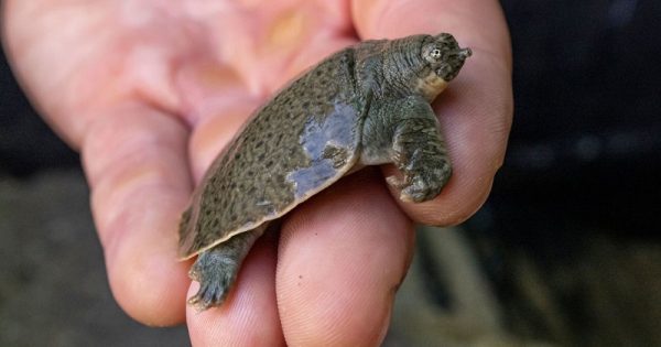 tartaruga-cabeca-pequena-india-conexao-planeta