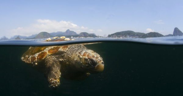 tartaruga-e-encontrada-morta-nas-aguas-da-praia-de-copabacana-foto-ricardo-gomes1b