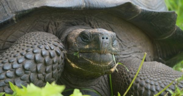 tartaruga gigante de Galápagos