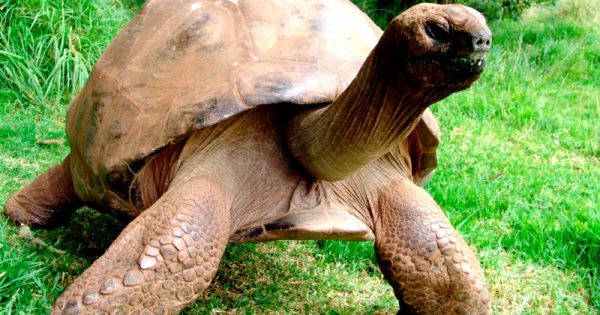 tartaruga-mais-velha-do-mundo-gay-ilha-moralista-abre