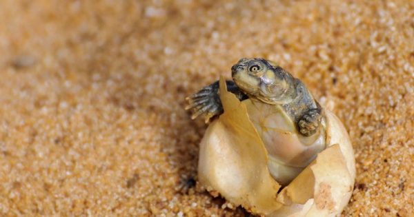 tartarugas-amazona-nascimento-recorde-tocantins-2-conexao-planeta