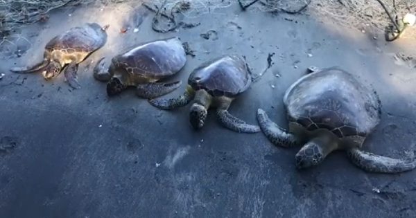 tartarugas-morrem-presas-rede-fantasma-litoral-sao-paulo-conexao-planeta