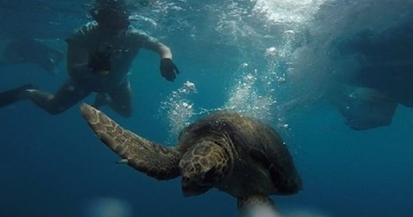 tartarugas-resgatadas-sujas-oleo-voltam-mar-conexao-planeta