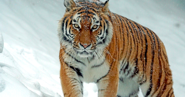 tigre-siberiano-foto-pixel-mixer-pixabay2