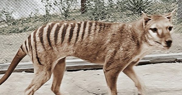 tigre-tasmania-5-conexao-planeta
