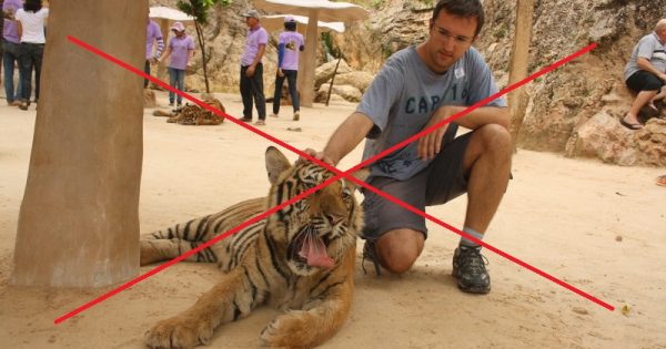 Tinder pede que usuários retirem selfies com tigres de seus perfis