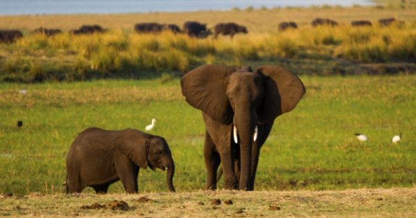 Trump revoga proibição de entrada nos Estados Unidos de troféus de caça de elefantes