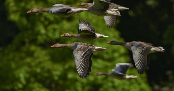 Trump quer “flexibilizar” lei de 100 anos de proteção a aves migratórias