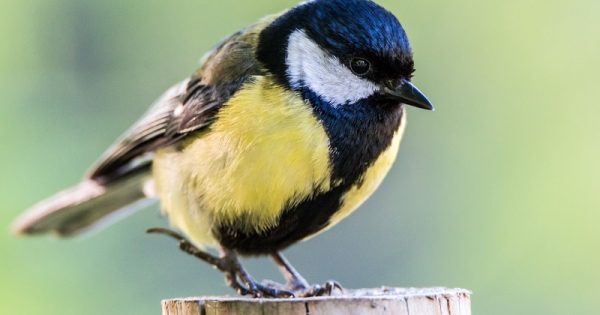 uma-em-cada-oito-aves-em-risco-extincao-conexao-planeta