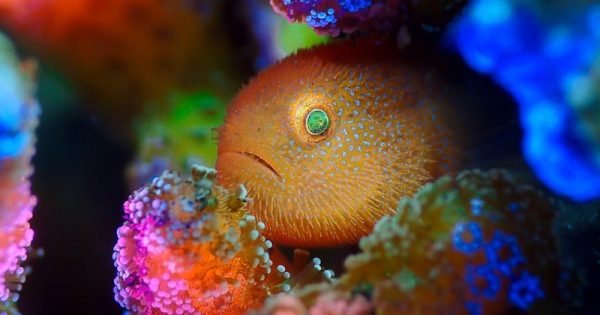 underwater-photographer-of-the-year-2021-9-conexao-planeta