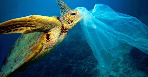 Ao confundir plástico por água-viva, tartarugas encontram a morte