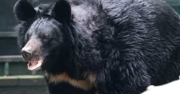 urso-encontrado-em-zoo-abandonado-na-ucrania-yampil-foto-zoo-five-sisters-divulgacao2