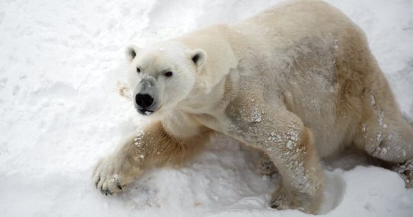 urso-polar-vulneravel-aquecimento-global-conexao-planeta-foto-darkroomsg-unsplash-