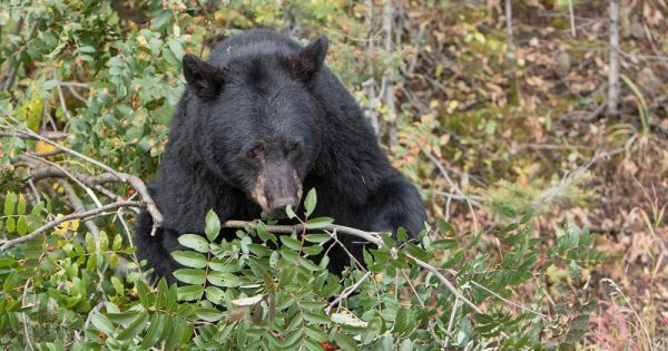ursos-fazem-festa-parques-fechados-estados-unidos-abre-conexao-planeta