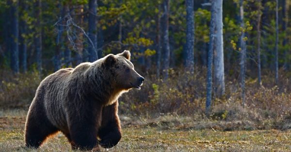 ursos-pirineus-conexao-planeta