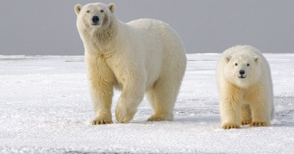ursos-polares-conexao-planeta