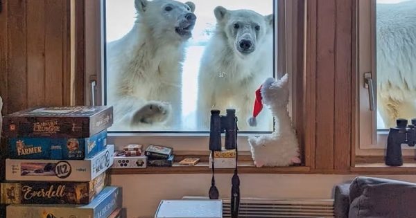 ursos-polares-janela-3-conexao-planeta