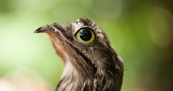 urutau-filhote-morre-parque-das-aves-foto-parque-das-aves