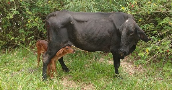 vaca-tres-patas-nascimento-bezerro-conexao-planeta