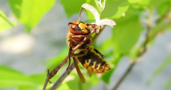 veneno-abelha-cancer-mama-conexao-planeta
