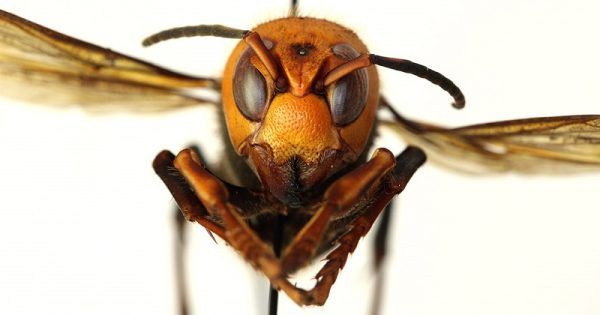 vespa-gigante-assassina-conexao-planeta