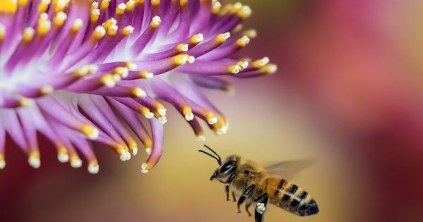 vitoria-proibe-uso-de-agrotoxico-que-mais-mata-abelhas-foto-pixabay