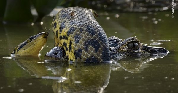 wildlife-photographer-Karine-Aigner-abre-conexao-planeta