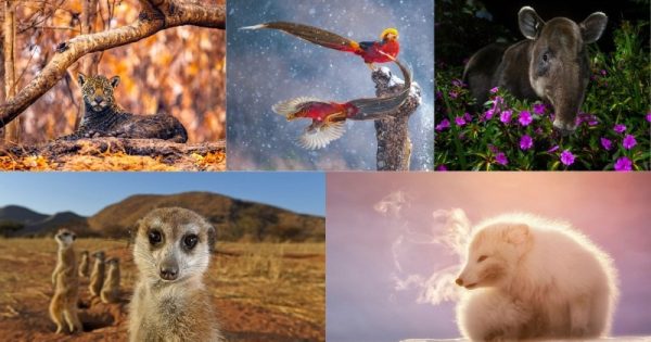 wildlife-photographer-people-choice-award-abre-conexao-planeta