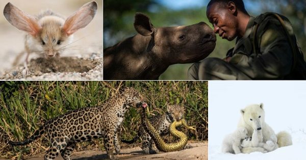 wildlife-photographer-year-vez-publico-escolher-favorita-abre-conexao-planeta