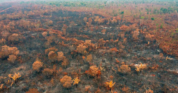 xingu-em-chamas-terra-indígena-capoto-jarina-no-mato-grosso-tem-mais-de-10-porcento-de-sua-area-devastada-pelo-fogo-foto-marizilda-cruppe-greenpeace-brasil-2b