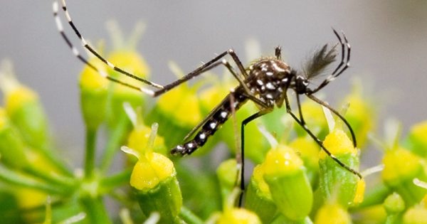 mosquito transmissor do zika virus