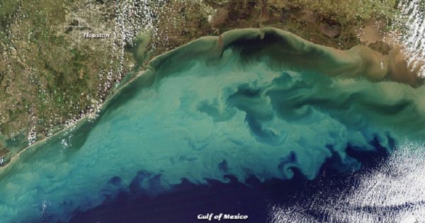 zona-morta-golfo-do-mexico-conexao-planeta