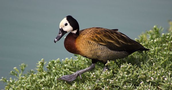 zoologico-brasilia-fechamento-morte-aves-josue-hermoza-conexao-planeta