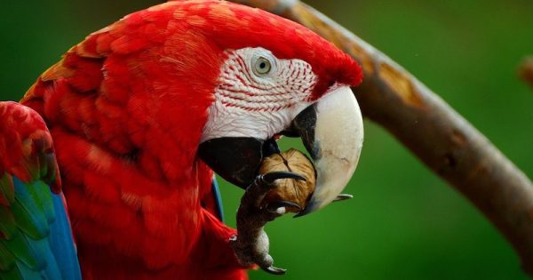 zoologico-rio-bioparque-inaugurado-julho3