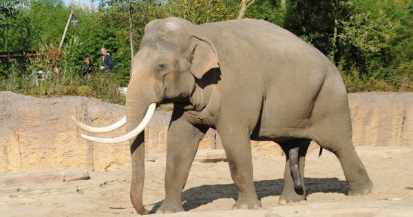 zoologicos-reino-unido-gunter-lohmeyer-conexao-planeta